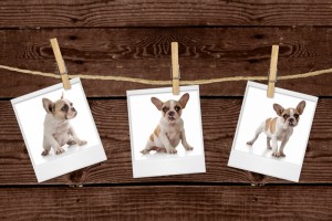 837923-pictures-hanging-on-a-rope-of-an-adorable-puppy
