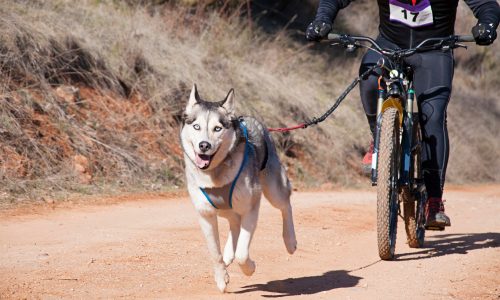 Cykla med din hund