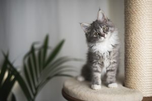 katt med klösträd