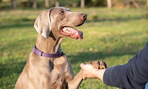 Skäm bort hunden utan att bli ruinerad