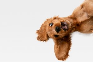 Pure,Youth,Crazy.,English,Cocker,Spaniel,Young,Dog,Is,Posing.