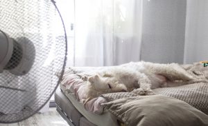 Så mår husdjuren bra inomhus på sommaren