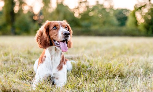 Så bygger du en bra hundkoja